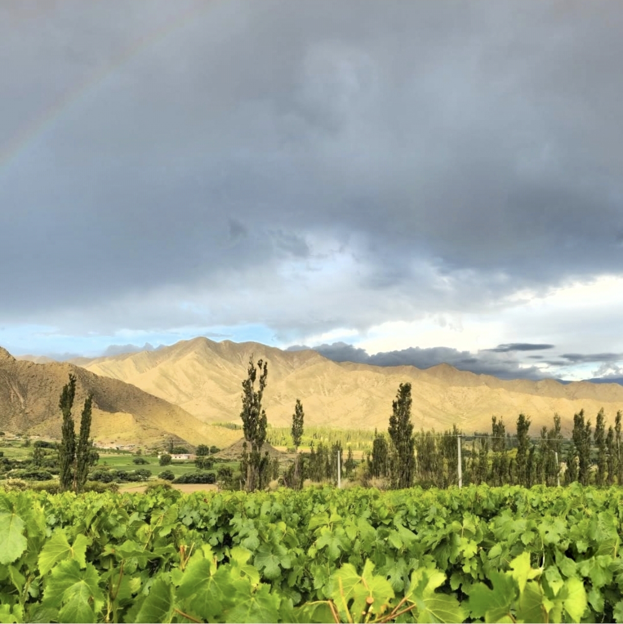 Viñedos de los valles salteños con arcoíris sobre las montañas