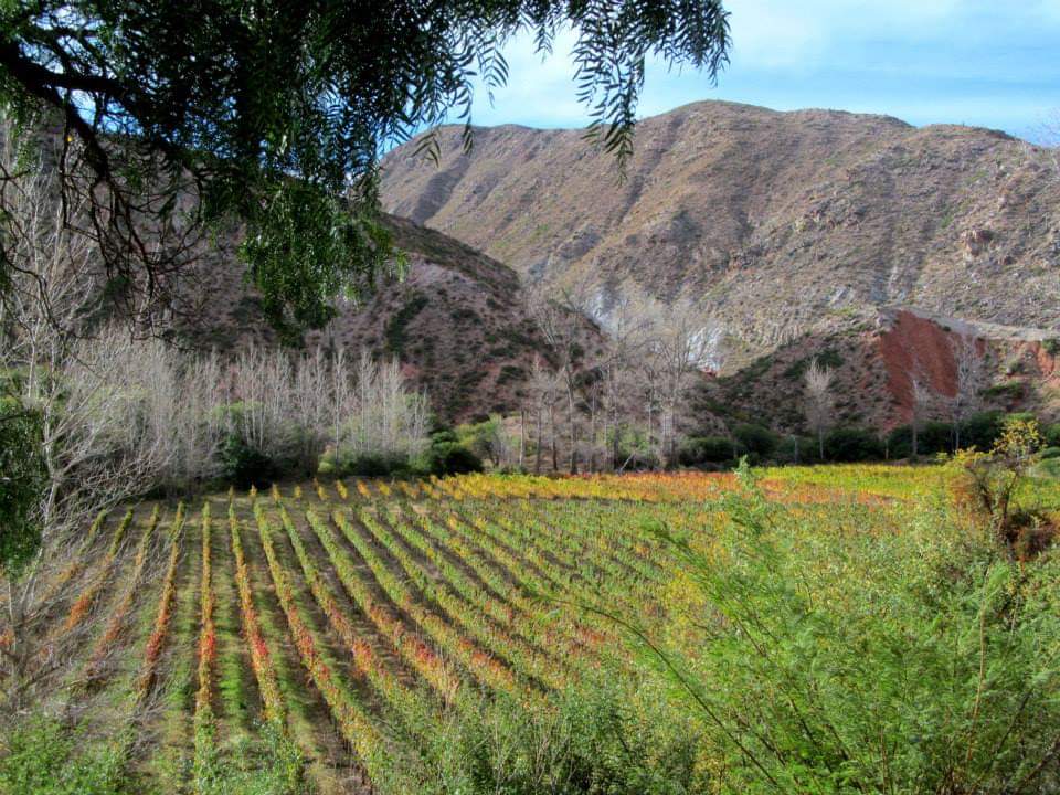 Viñedos de altura en los valles salteños